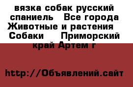 вязка собак русский спаниель - Все города Животные и растения » Собаки   . Приморский край,Артем г.